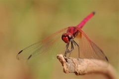 Trithemis selika
