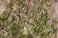 Acacia ausfeldii