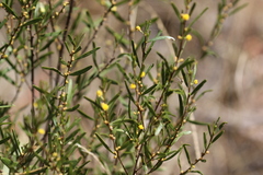Acacia ausfeldii
