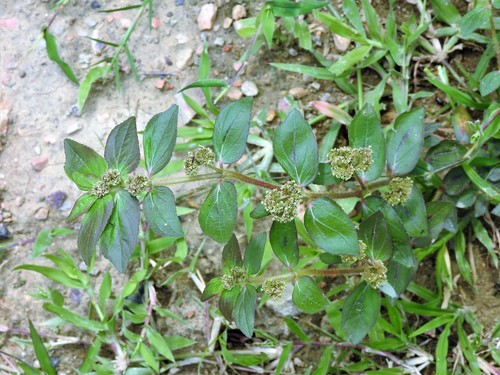 Asthma Plant