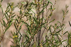 Acacia ausfeldii