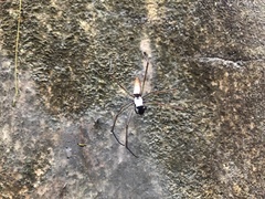 Nephila cornuta