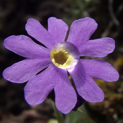 Primula algida