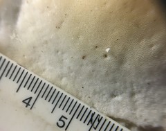 Favolus spatulatus