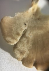 Favolus spatulatus