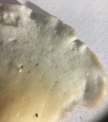 Favolus spatulatus