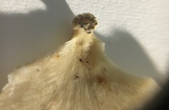Favolus spatulatus