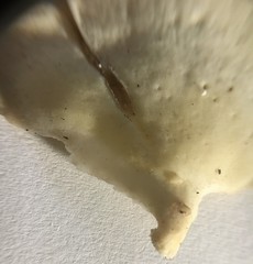Favolus spatulatus