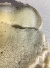 Favolus spatulatus