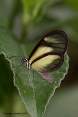 Pteronymia euritea