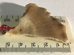 Favolus spatulatus