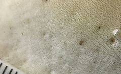 Favolus spatulatus