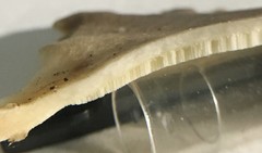Favolus spatulatus