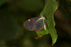 Ithomia drymo