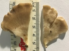 Favolus spatulatus