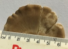 Favolus spatulatus