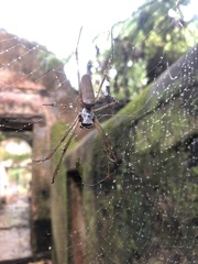 Nephila cornuta