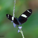 Heliconius sara apseudes - Photo (c) A Lamberts, some rights reserved (CC BY-NC), uploaded by A Lamberts