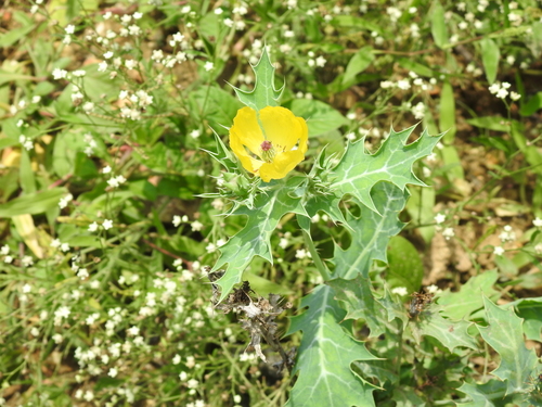 Mexican prickly poppy