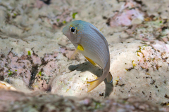 Acanthuridae