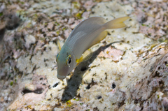 Acanthuridae