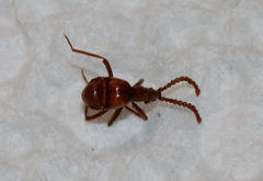 Ceophyllus monilis