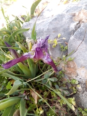 Iris pumila attica