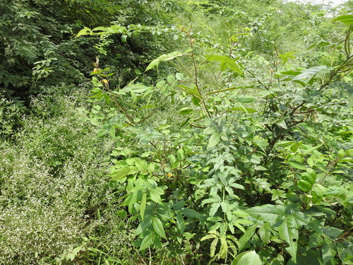 Coffee Senna