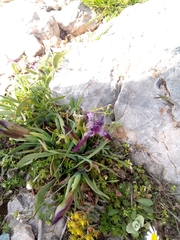 Iris pumila attica