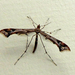 Beautiful Plume Moth - Photo (c) motheaten, some rights reserved (CC BY-NC), uploaded by motheaten