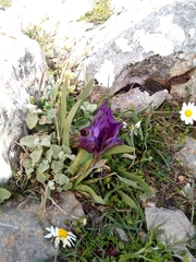Iris pumila attica