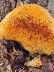 Dichomitus campestris
