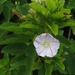 Convolvulus lopezsocasii - Photo (c) Luca Boscain, some rights reserved (CC BY-NC), uploaded by Luca Boscain