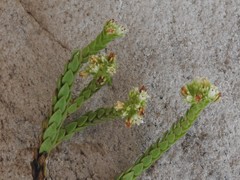 Crassula ericoides