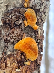 Dichomitus campestris