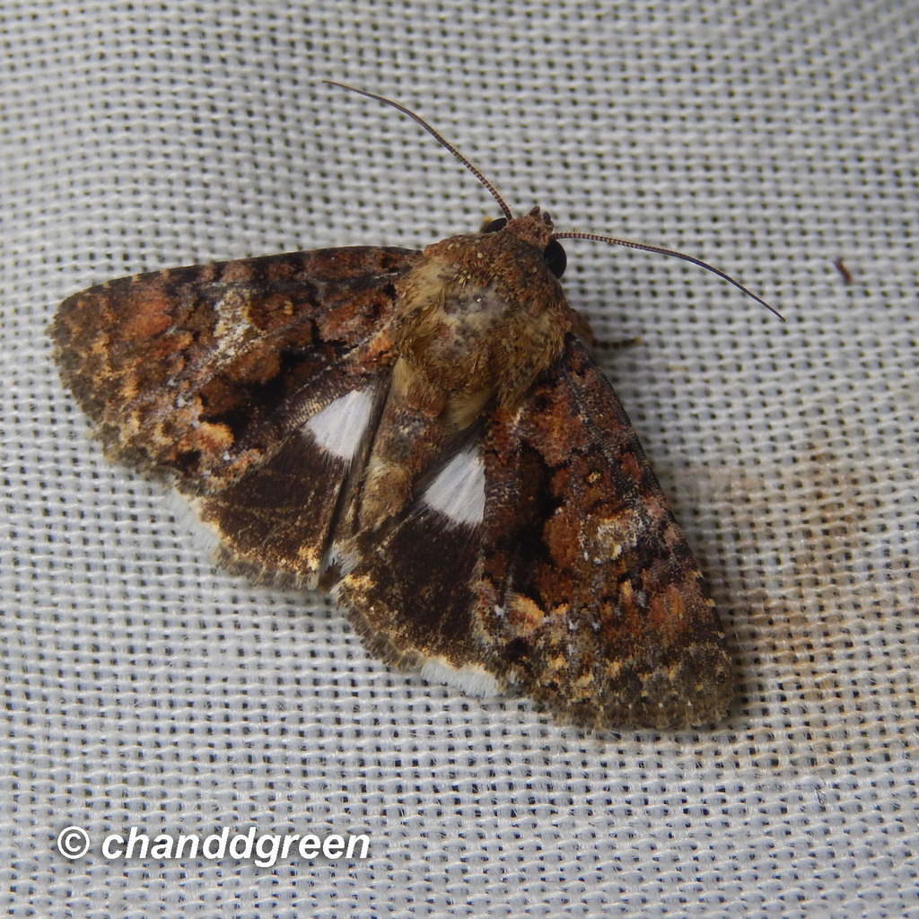 Ecpatia longinquua