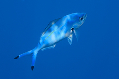 Caesio lunaris
