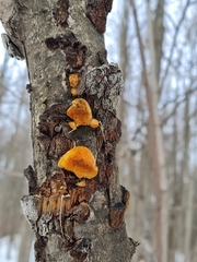 Dichomitus campestris