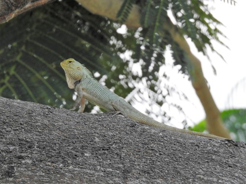 Indian Garden Lizard