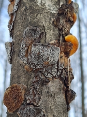 Dichomitus campestris