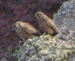 Falco tinnunculus dacotiae