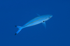 Caesio varilineata