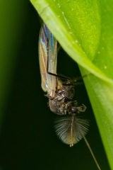 Macropelopia nebulosa