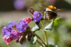Bombus pascuorum