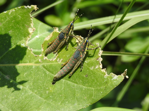 Painted Grasshopper