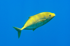 Flavocaranx bajad