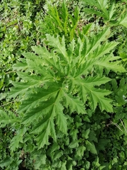 Heracleum mantegazzianum