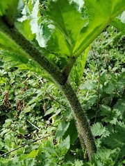 Heracleum mantegazzianum