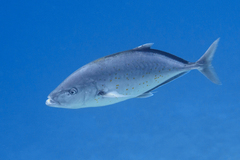 Flavocaranx bajad