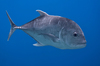 Giant Trevally - Photo (c) Nikolai Vladimirov, some rights reserved (CC BY-NC), uploaded by Nikolai Vladimirov